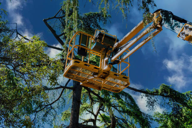 The Steps Involved in Our Tree Care Process in Tunica Resorts, MS